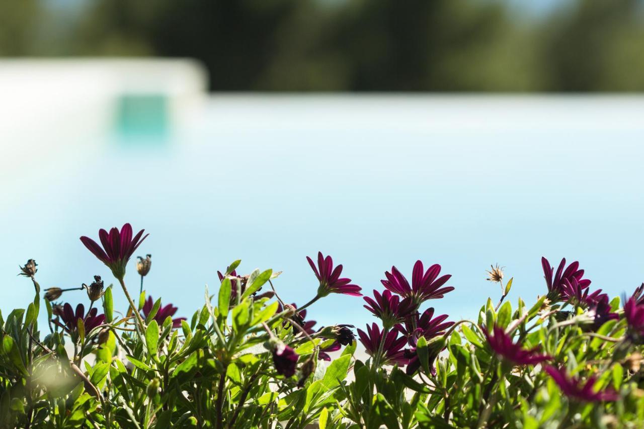 Olivia Estate Villa With Private Swimming Pool Elia Nikitis Zewnętrze zdjęcie